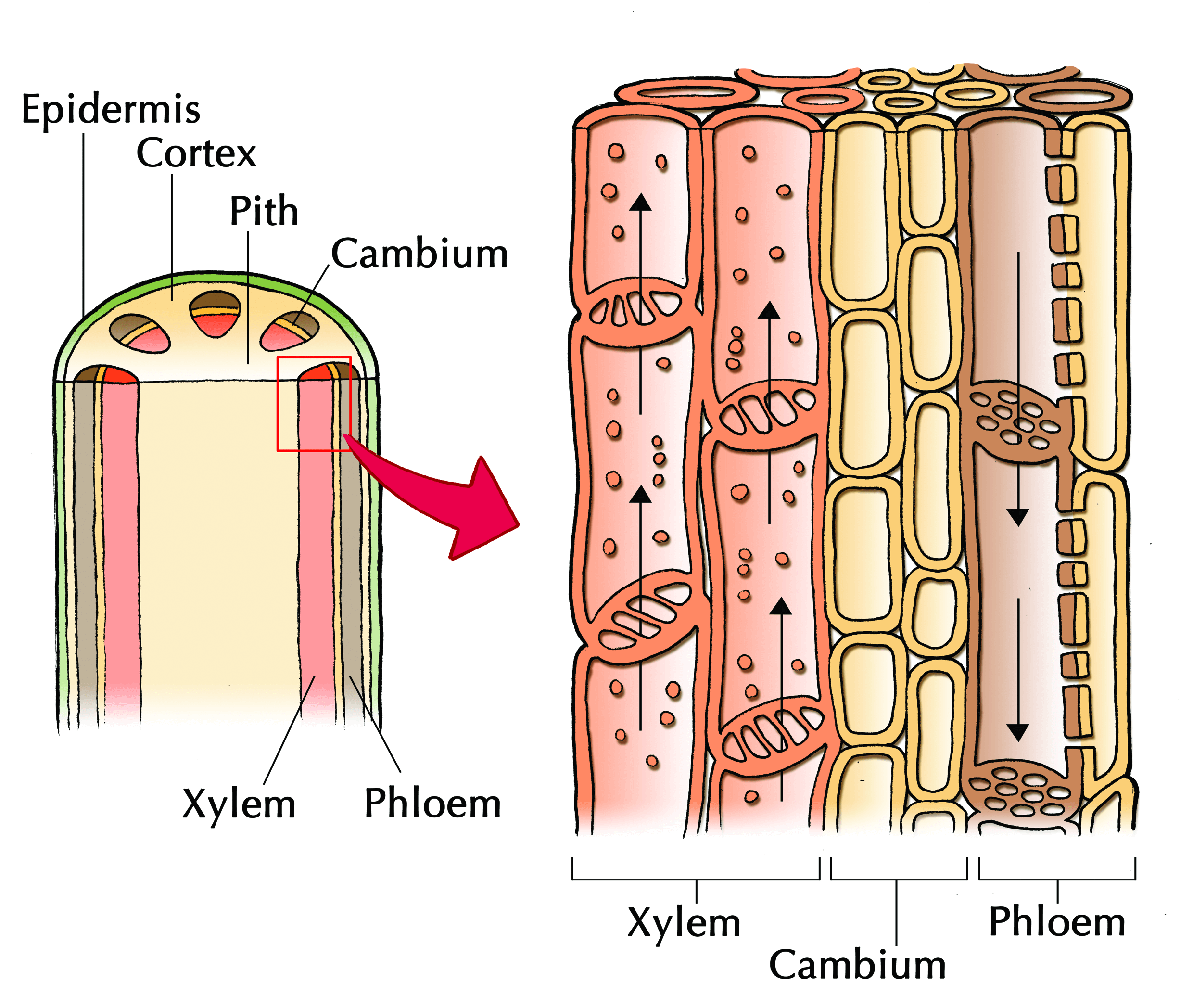 4 3 Plant Tissues Plant And Animal Tissues Siyavula