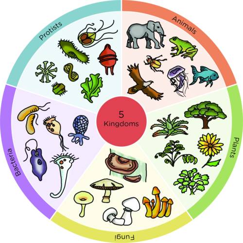  Classification of living things | Biodiversity | Siyavula