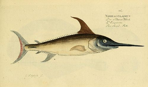 http://www.flickr.com/photos/biodivlibrary/7064433129/