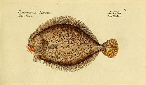 http://www.flickr.com/photos/biodivlibrary/6918339104/