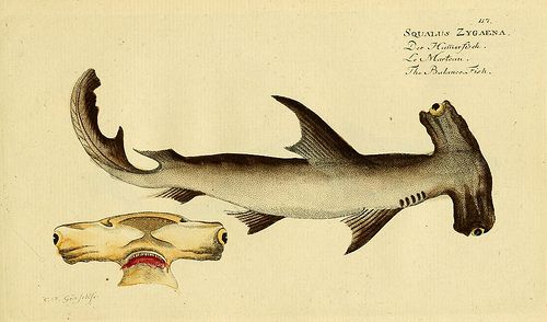 http://www.flickr.com/photos/biodivlibrary/6918381652/