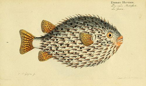 http://www.flickr.com/photos/biodivlibrary/7064464957/