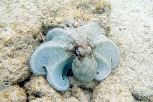 http://commons.wikimedia.org/wiki/File:Common\_octopus\_Octopus\_vulgaris\_\%284681010396\%29.jpg