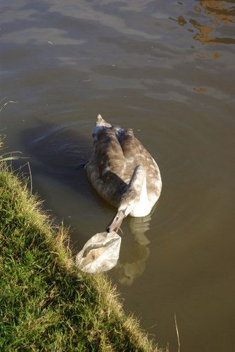 http://commons.wikimedia.org/wiki/File:Cygnet\_on\_the\_Oxford\_Canal\_-\_geograph.org.uk\_-\_1056892.jpg