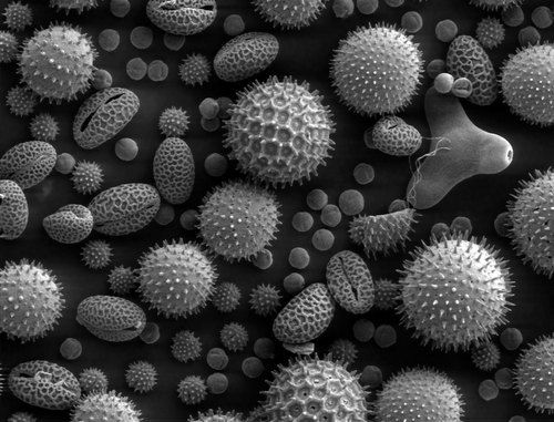 http://upload.wikimedia.org/wikipedia/commons/a/a4/Misc\_pollen.jpg