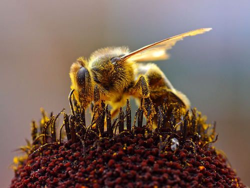 http://commons.wikimedia.org/wiki/File:Bees\_Collecting\_Pollen\_2004-08-14.jpg
