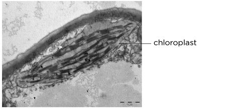 http://commons.wikimedia.org/wiki/File:Chloroplast\_in\_leaf\_of\_Anemone\_sp\_TEM\_12000x.png